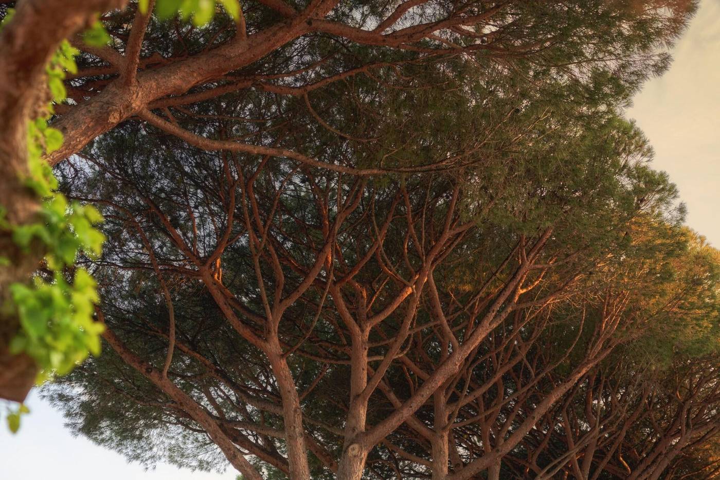 La-Ferme-D-Augustin-General-view-101