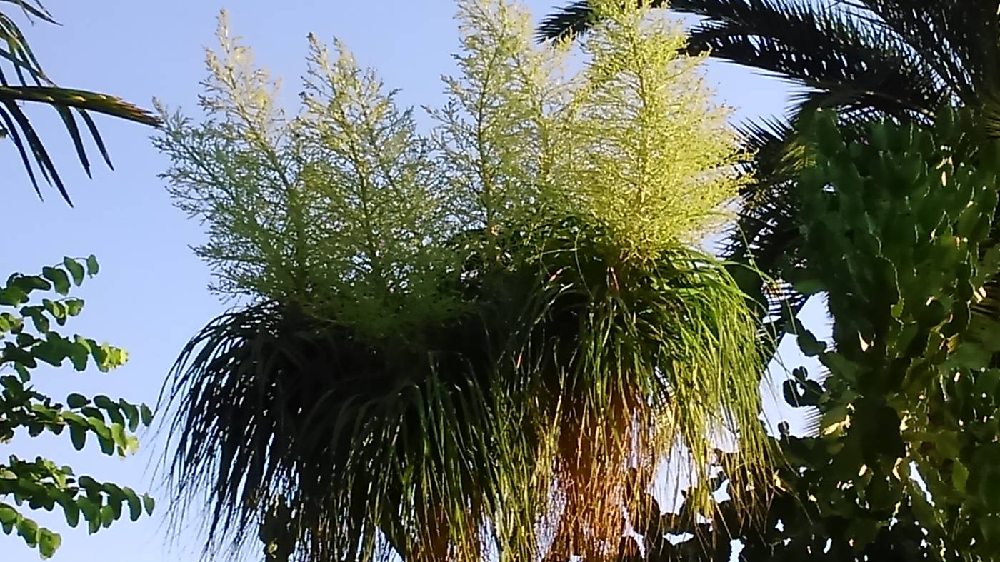 Baha-Ammes-General-view-18