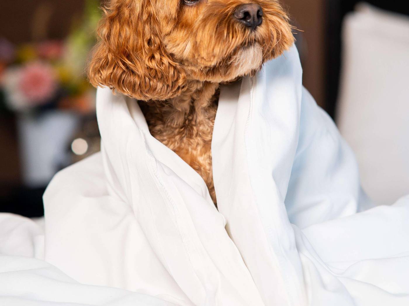 Sofitel Philadelphia at Rittenhouse Square-United States-PHILADELPHIA-General view-7