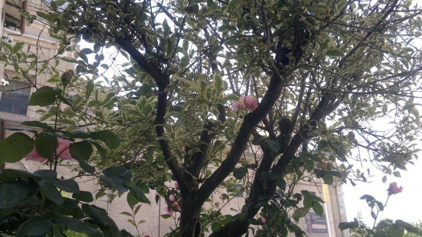 Porziuncola-Italy-ASSISI-General view-5