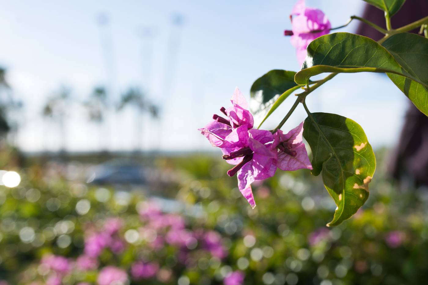 Masd-Mediterraneo-Bar-21