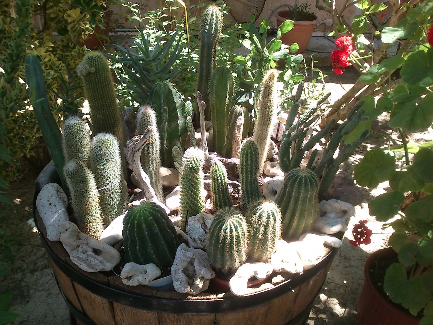 Baha-Ammes-General-view-19