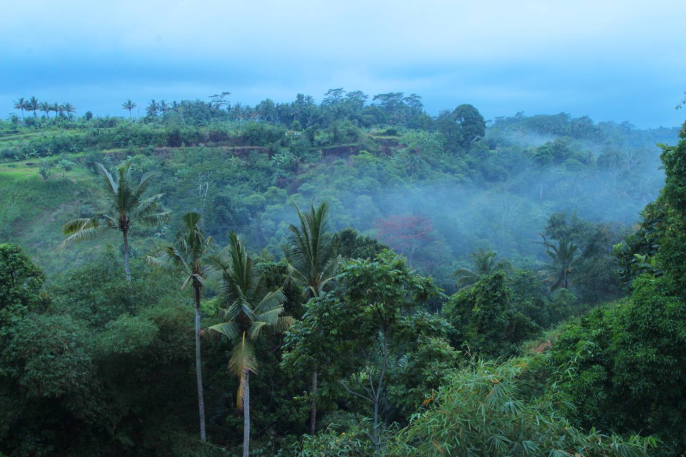 Ashoka Tree Resort at Tanggayuda Ubud-Indonesia-UBUD-General view-2