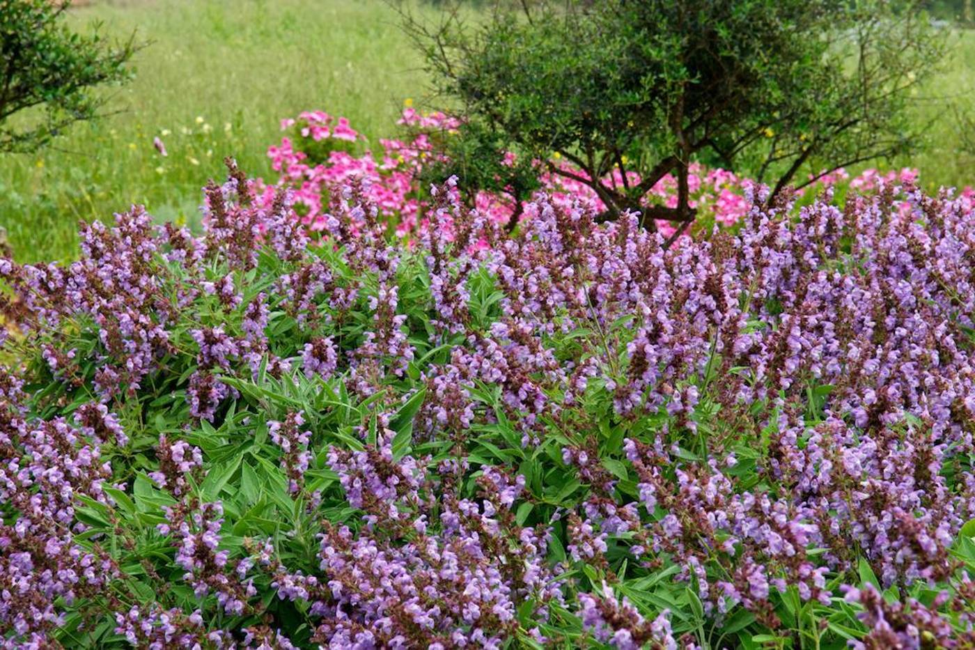 Alcaufar-Vell-Hotel---Restaurant-General-view-55