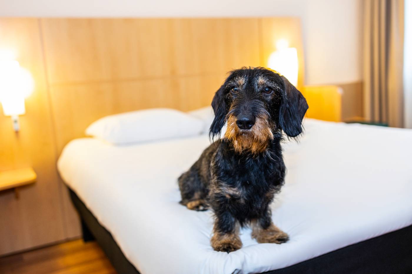 ibis Antwerpen Centrum-Belgium-ANTWERPEN-General view-7