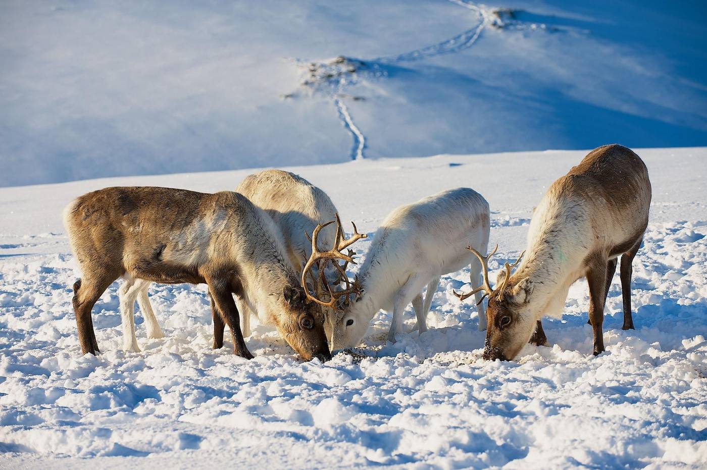 Smarthotel Tromso-Norway-Tromso-General view-4