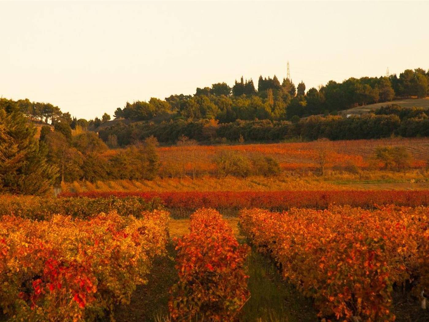 Les Balcons De Maragon-France-CARCASSONNE-General view-1