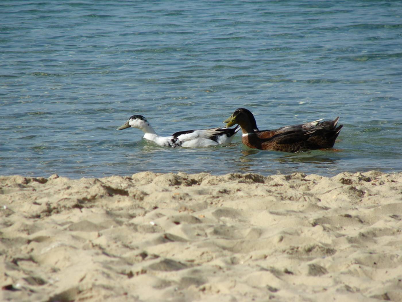 Caravos-General-view-19