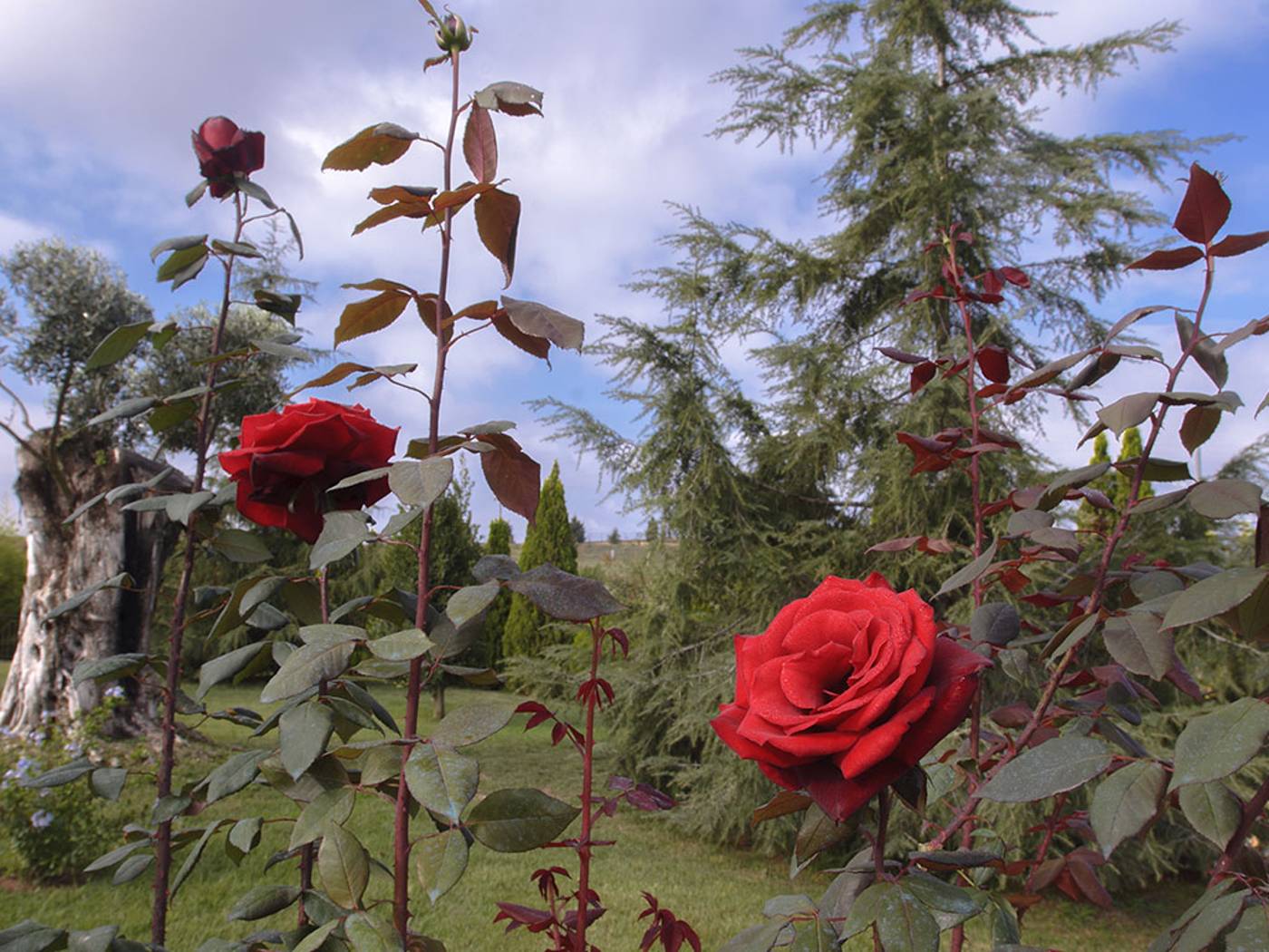 Popilia Country Resort-Italy-MAIERATO (VV)-General view-4