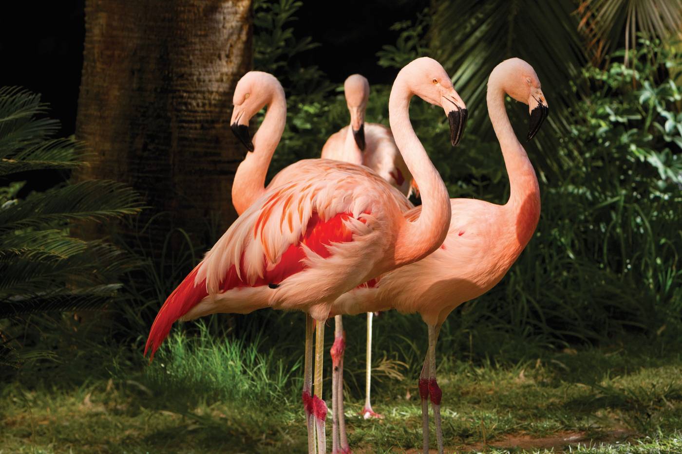 FLAMINGO-LAS-VEGAS-General-view-76