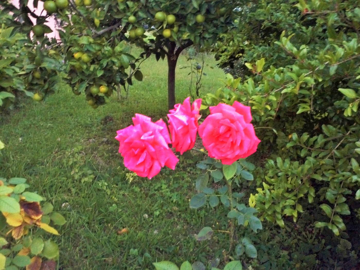 Marilena-Apartmets---Studios-General-view-32