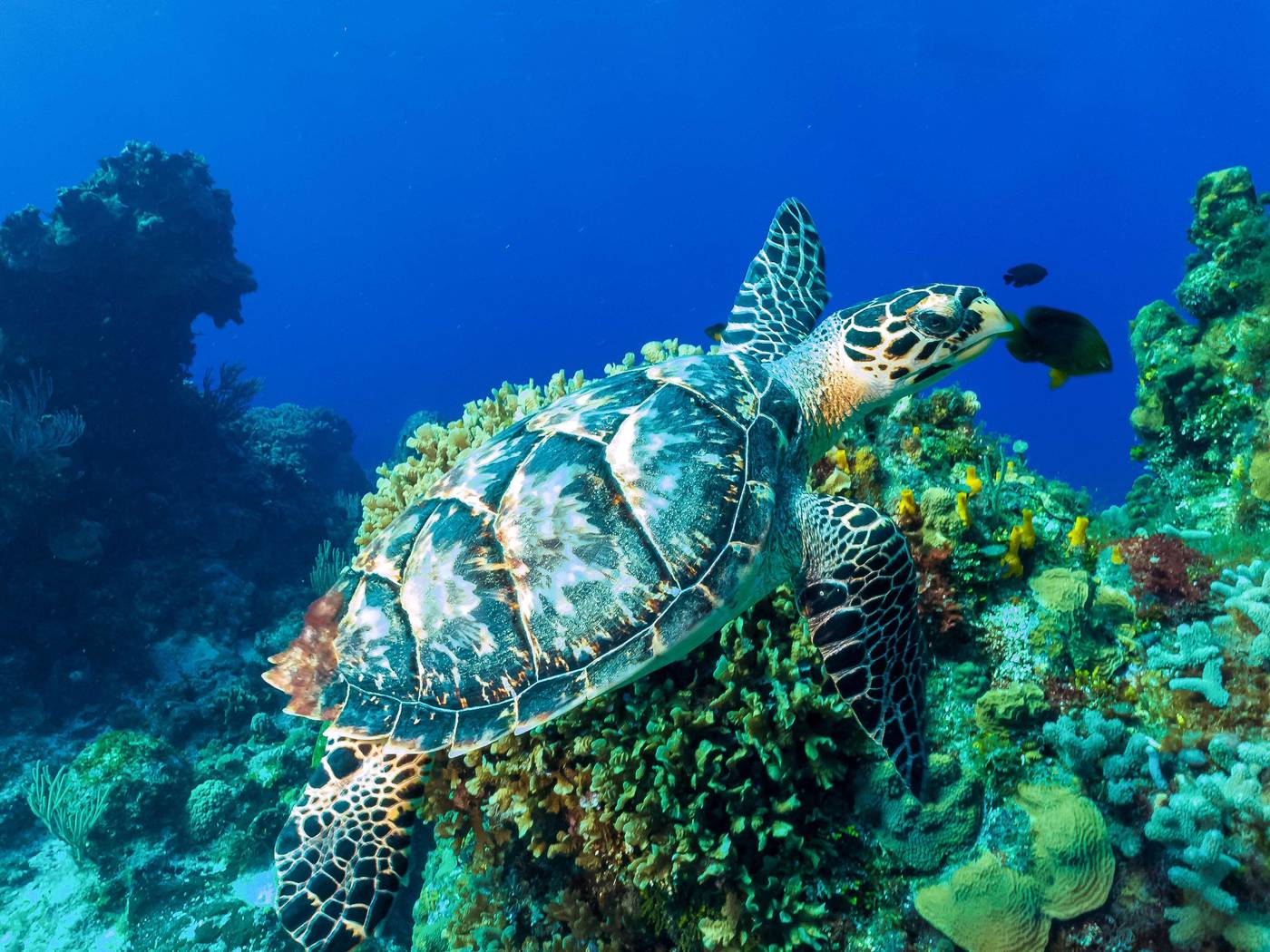 Occidental-Cozumel-Sports-and-Entertainment-79