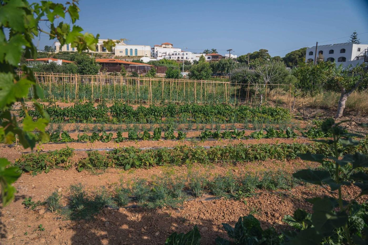 Creta-Maris-Beach-Resort-Terrace-91