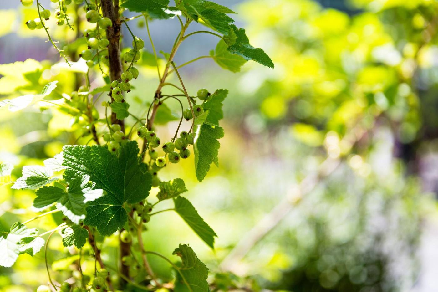 Buitenplaats De Bergse Bossen-Netherlands-DRIEBERGEN-General view-3