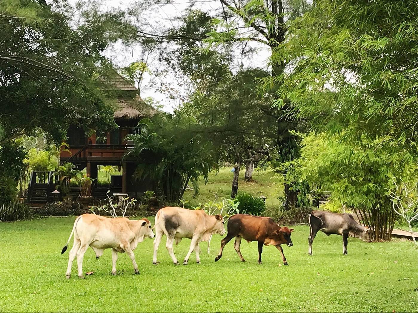 ThaiLife Homestay Resort & Spa-Thailand-TAKUAPA PHANG NGA-General view-5