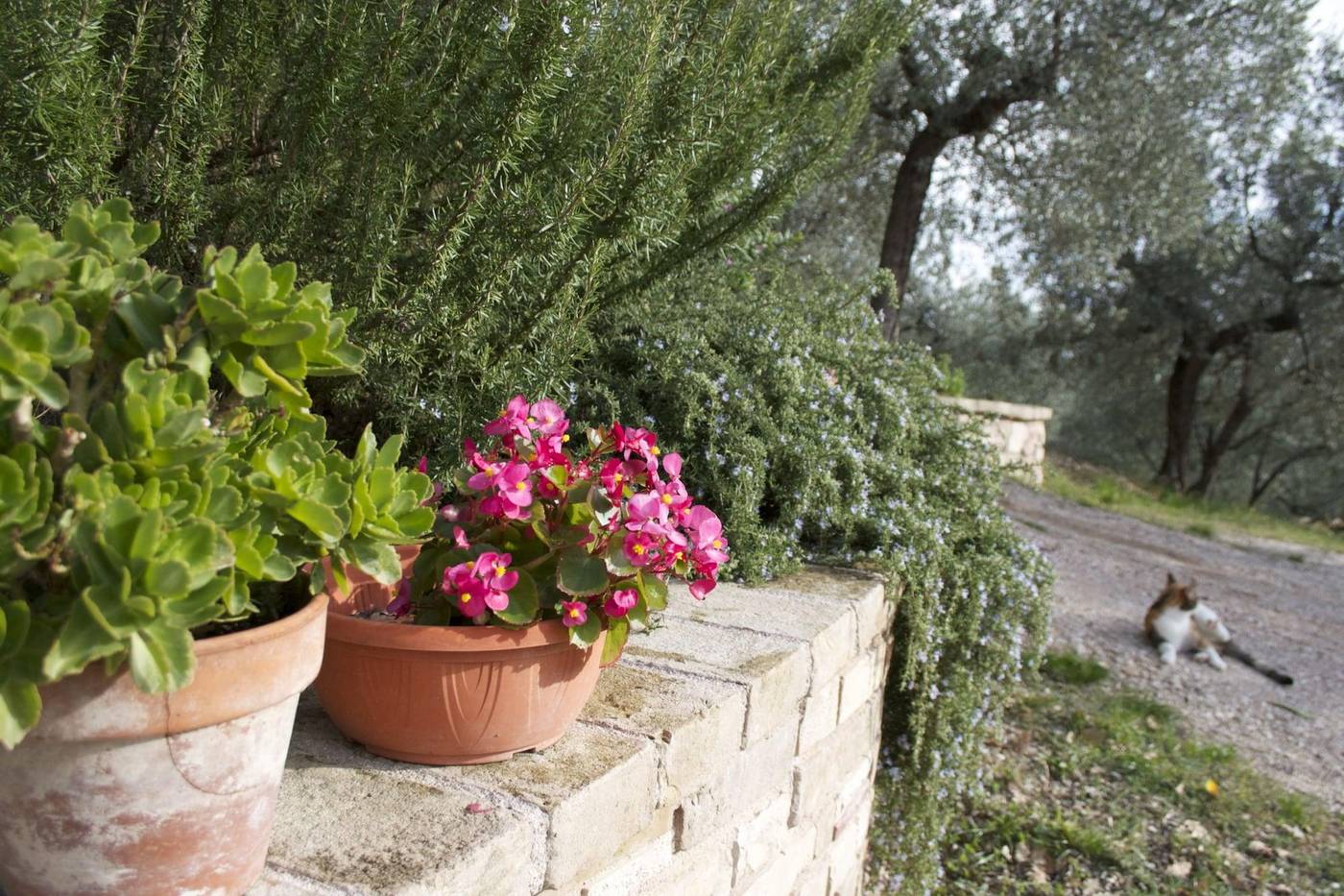 B&B Lavanda e Rosmarino-Italy-ASSISI-General view-6