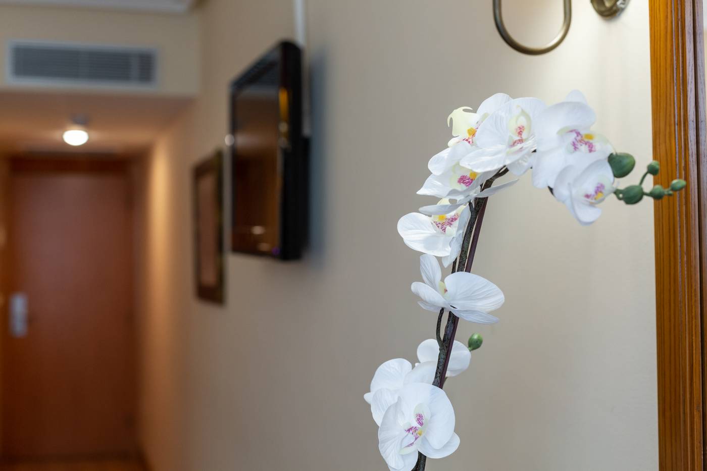 Ciudad de Cangas de Onis-Spain-CANGAS DE ONIS-General view-3