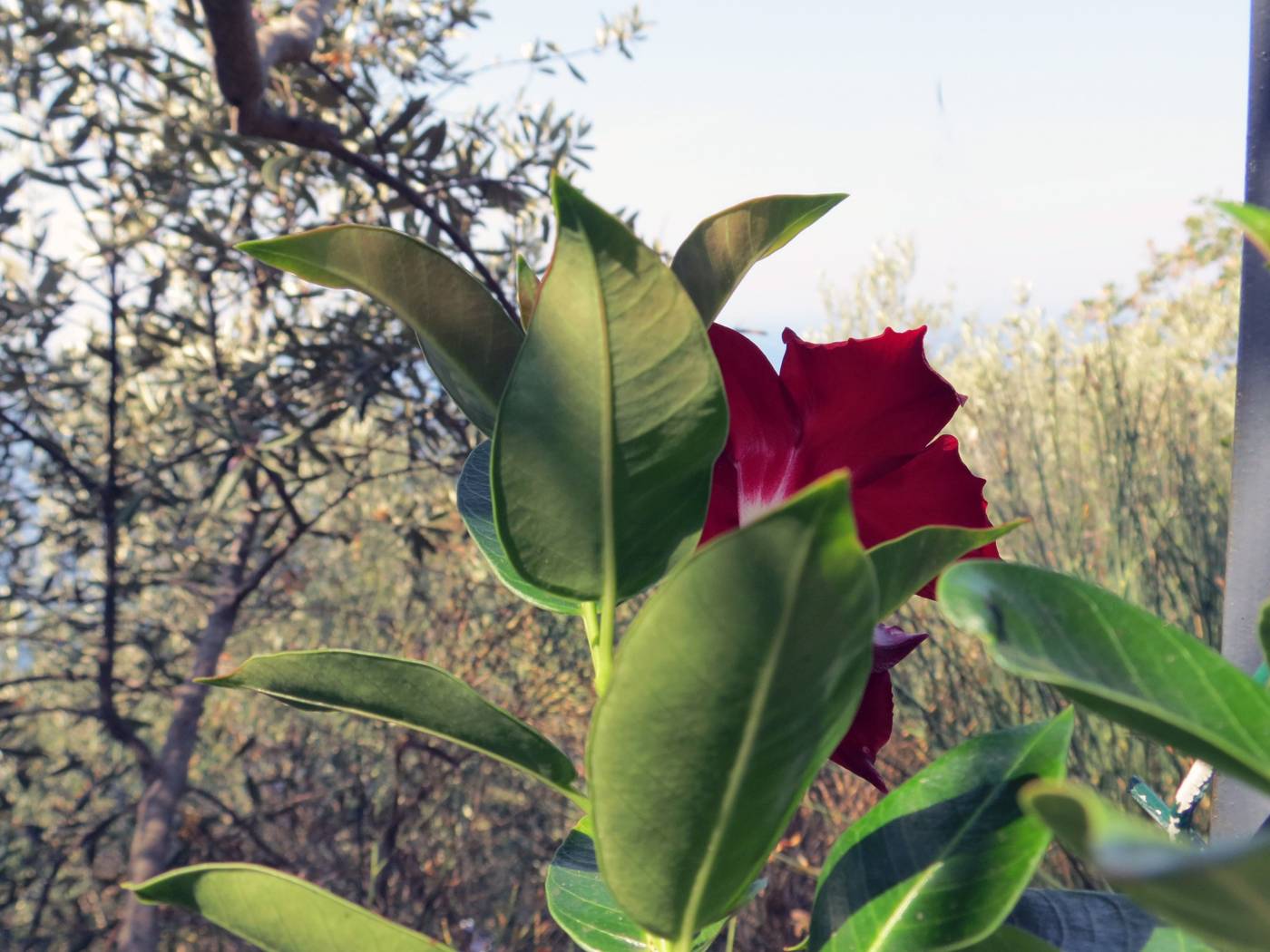 Villaggio-Baia-Serena-General-view-9