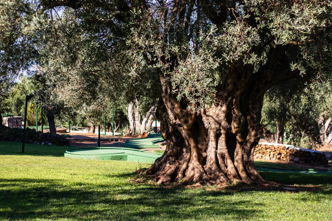 CDS Hotels Terrasini-Italy-TERRASINI-General view-10