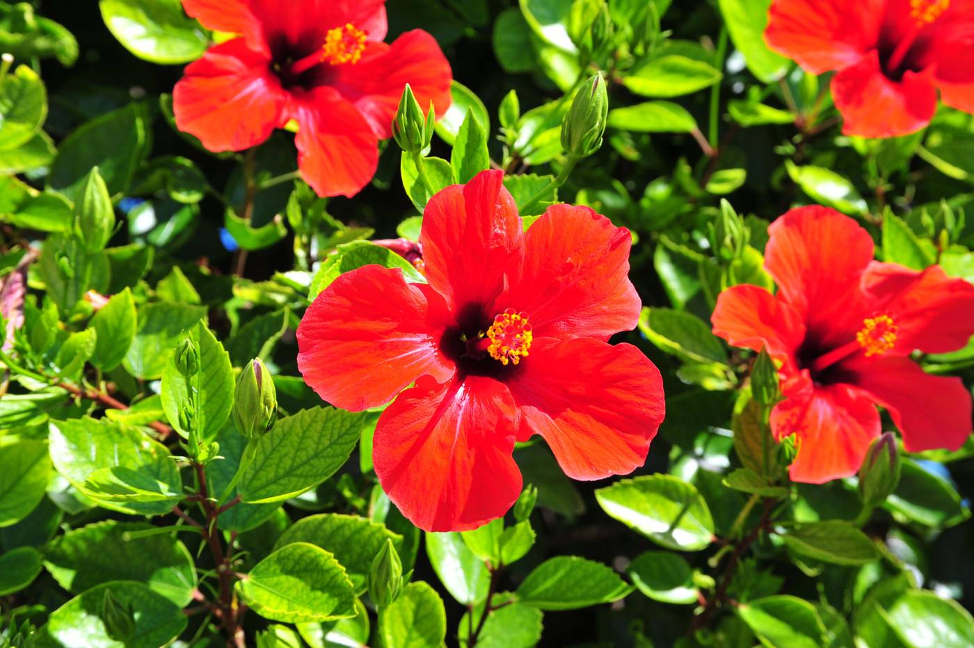 Argiro-Village-General-view-19