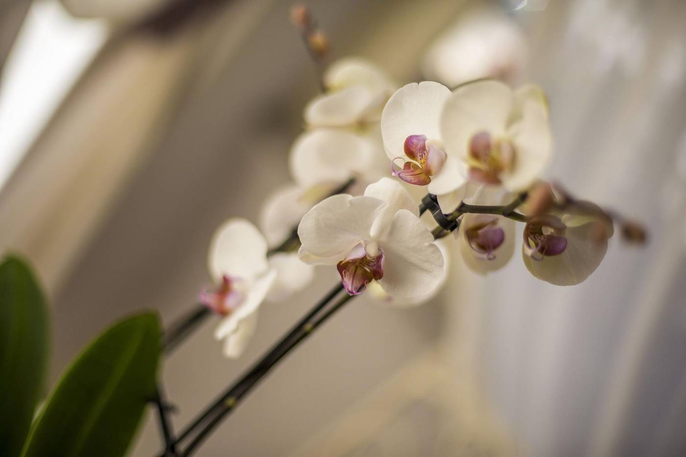 Trastevere-Royal-Suite-Room-22