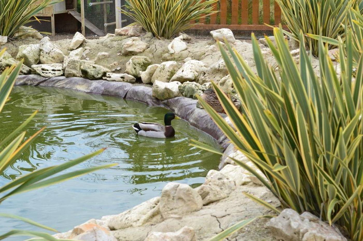 Roses-General-view-12