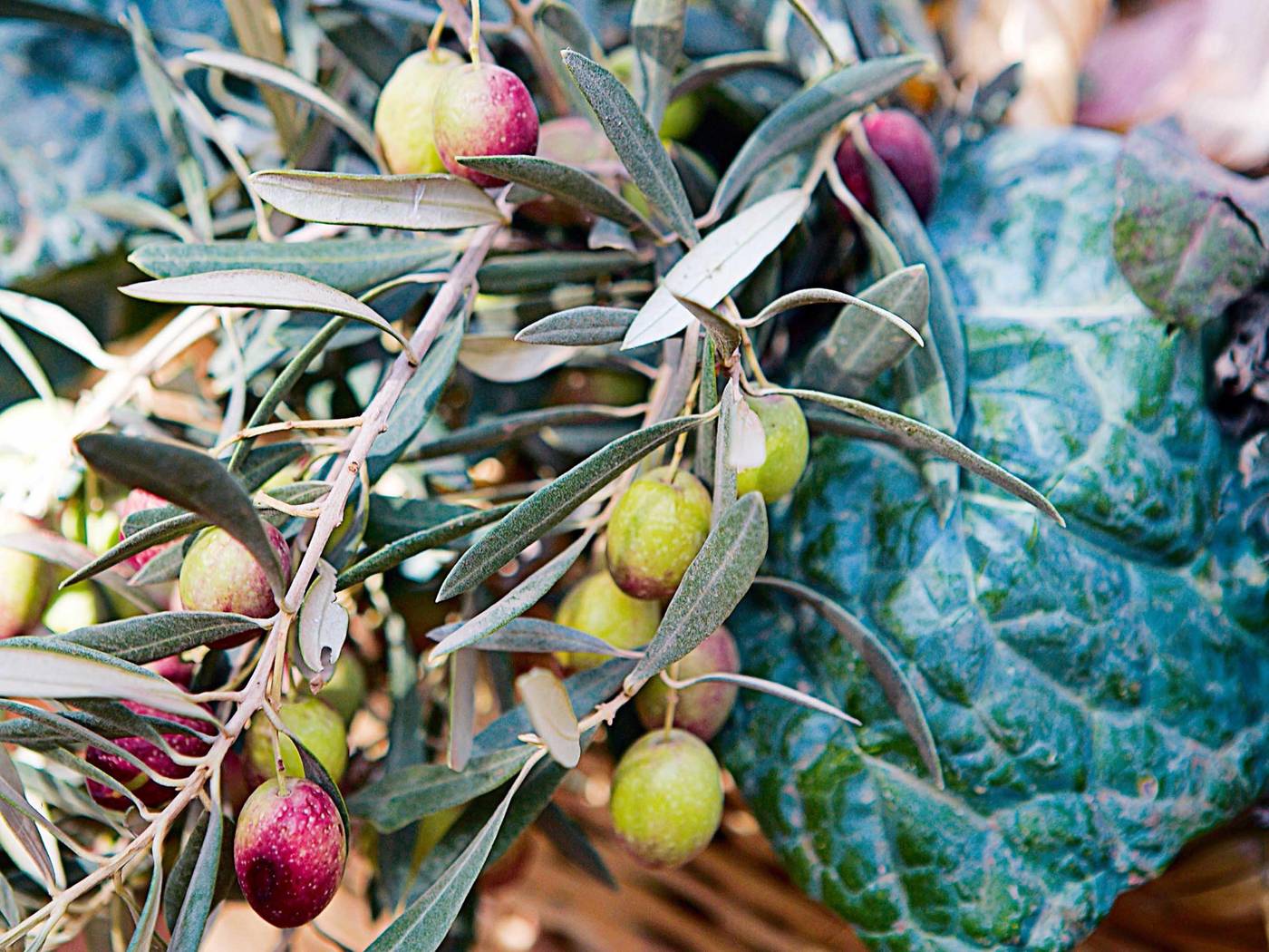 Fairmont Royal Palm Marrakech-Morocco-Marrakech-General view-6