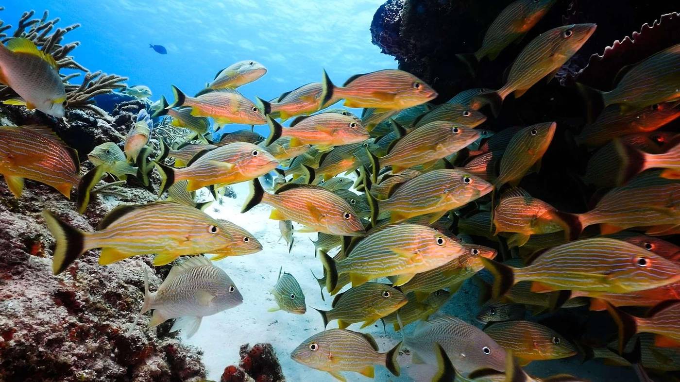 Occidental-Cozumel-Sports-and-Entertainment-80