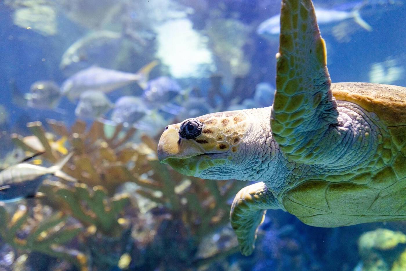 Westin-Boston-Waterfront-General-view-71