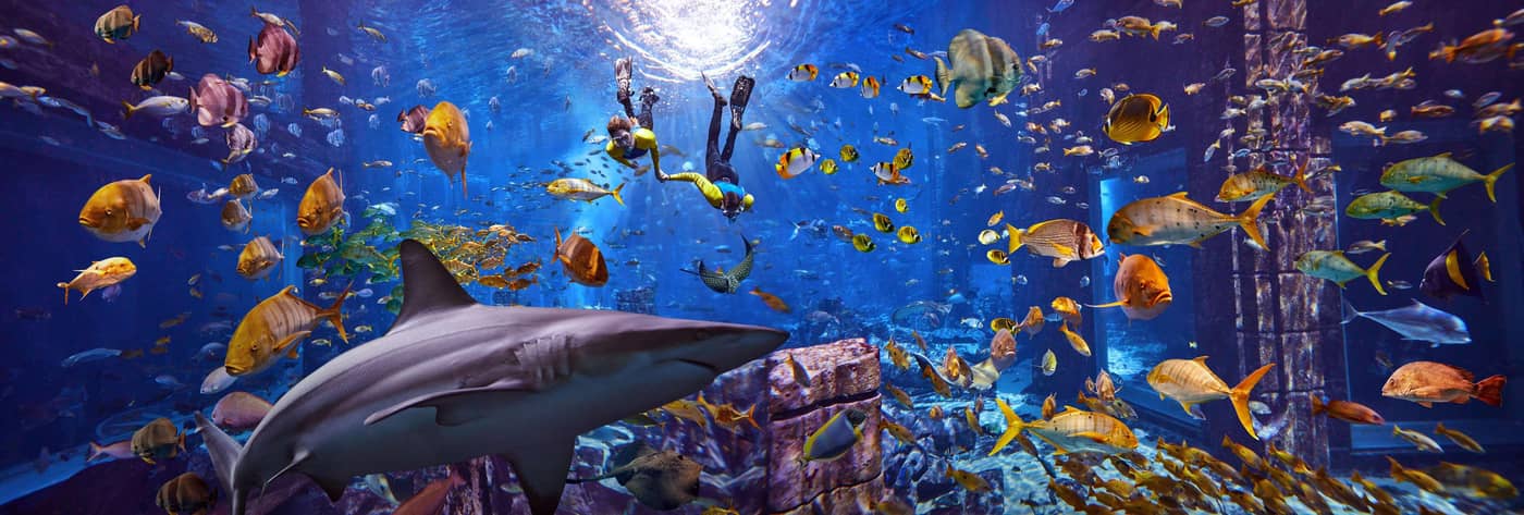 Atlantis--The-Palm-Sports-and-Entertainment-70