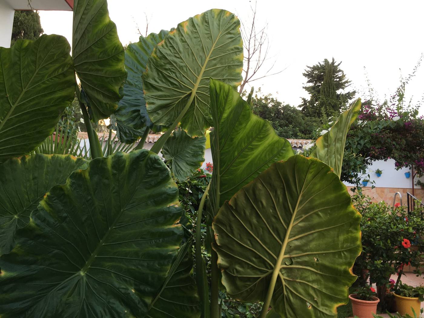 Carmen-Teresa-Terrace-18