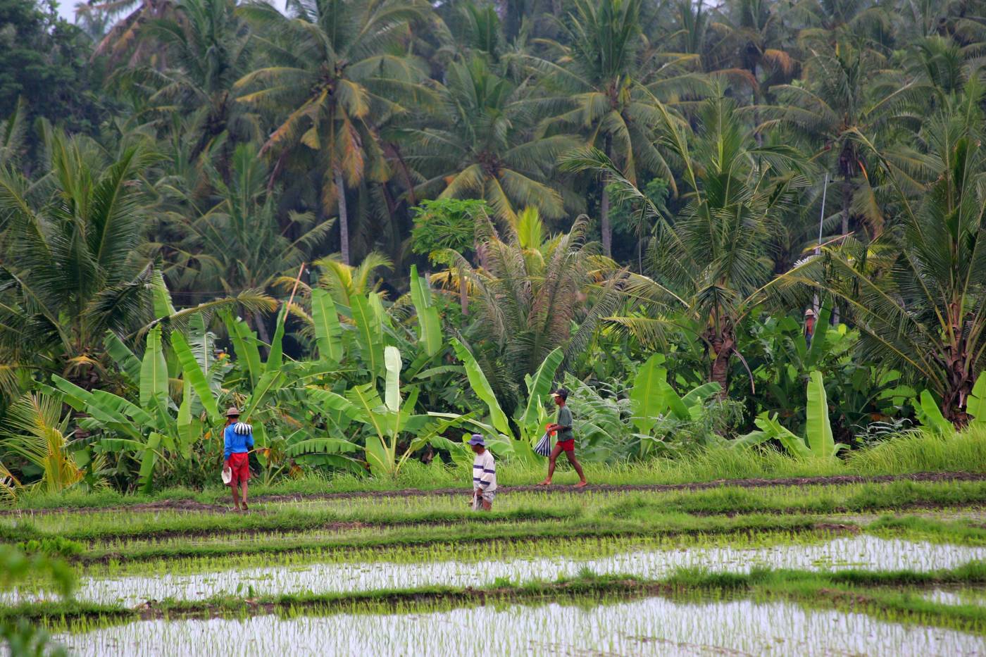 Taman Harum Cottage-Indonesia-BALI-General view-6