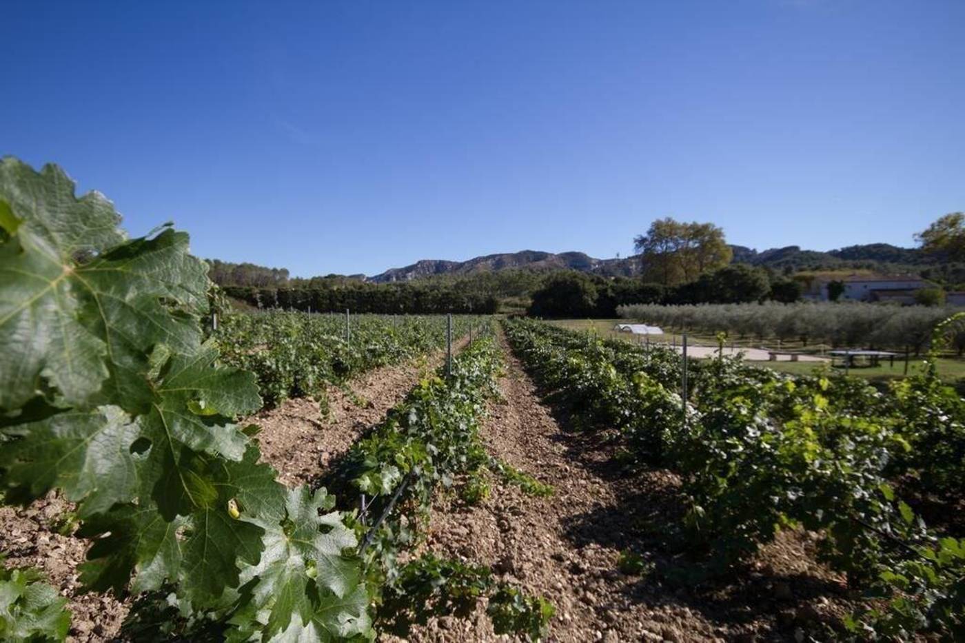 Résidences de Métifiot-France-ST.-REMY-DE-PROVENCE-General view-5