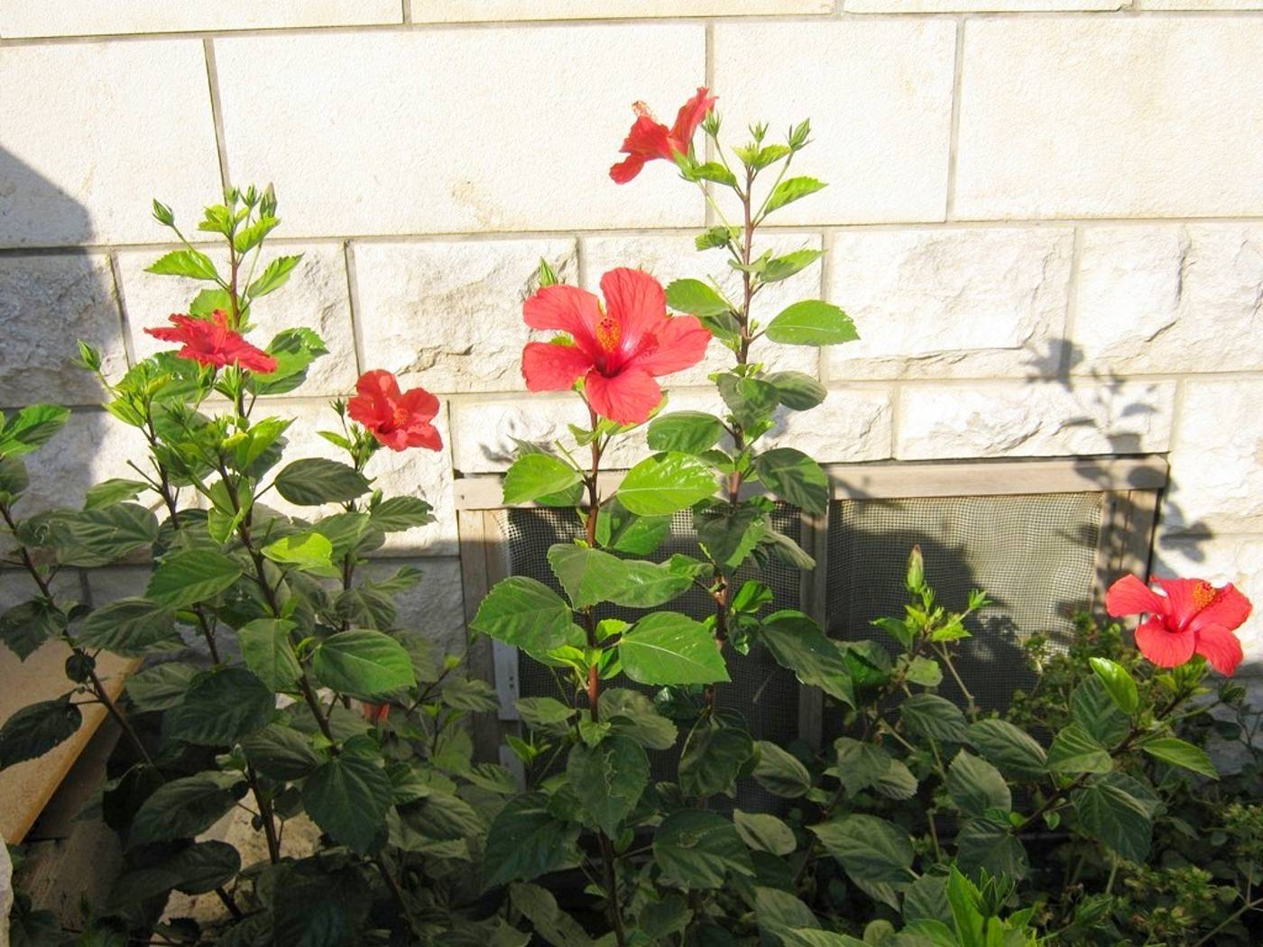 Apartments-Ivica-Lobby-5