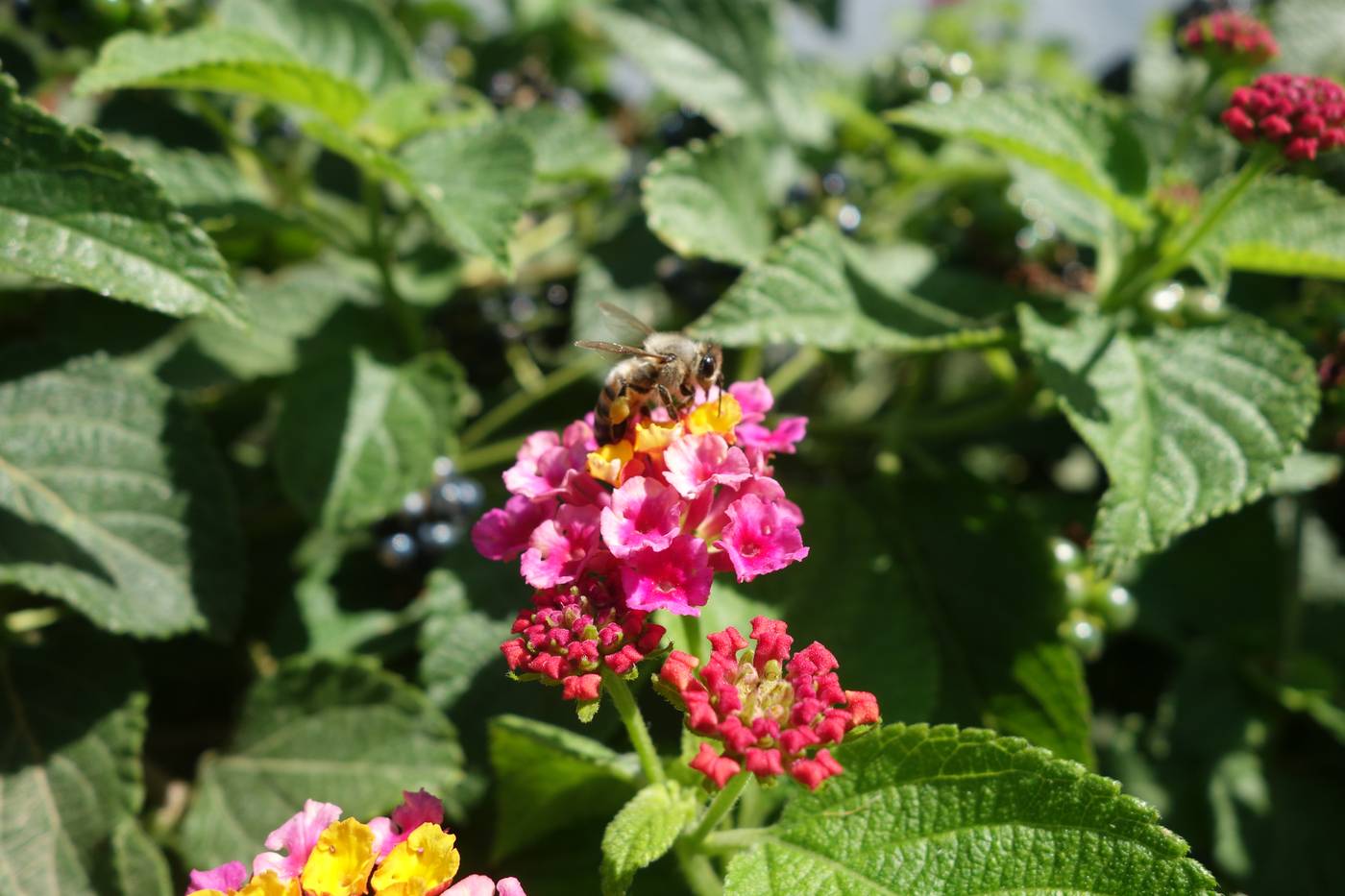 Andromeda-General-view-27