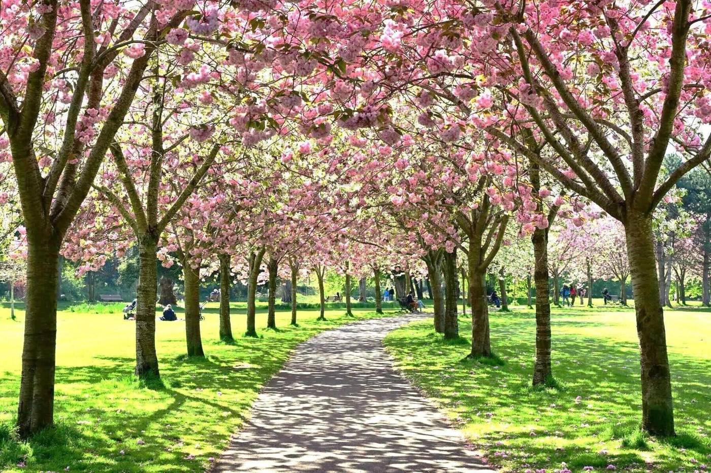 Mespil-General-view-51