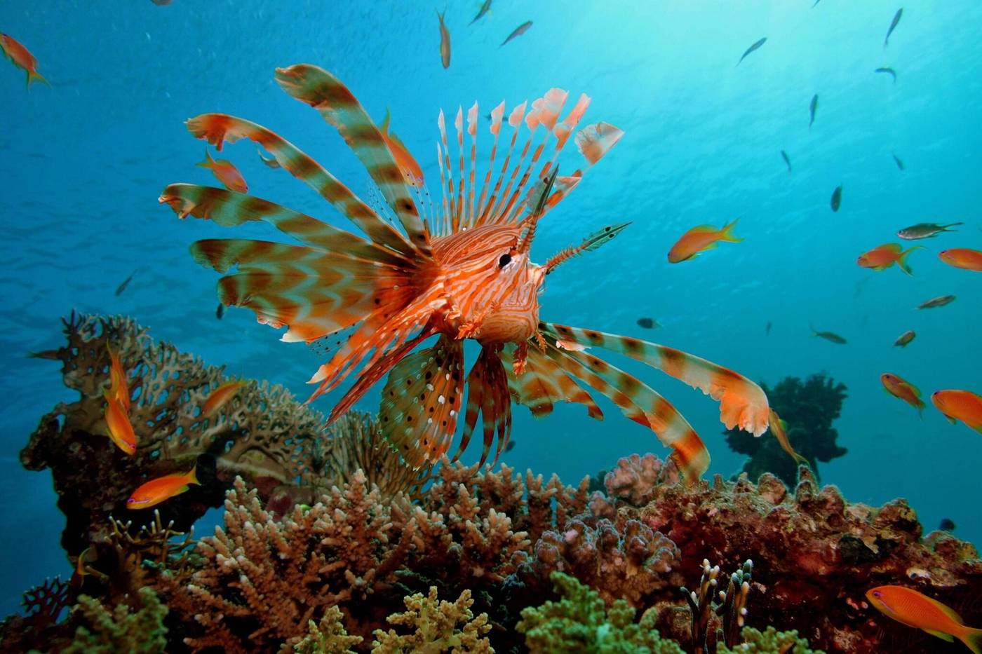 Renaissance-Sharm-El-Sheikh-Golden-View-Beach-Rest-General-view-84