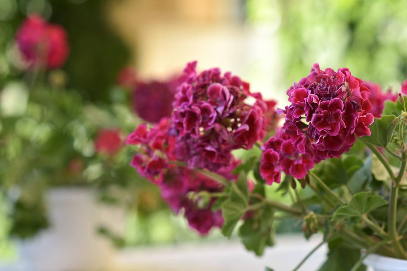 Hotel-Telesilla-Terrace-8