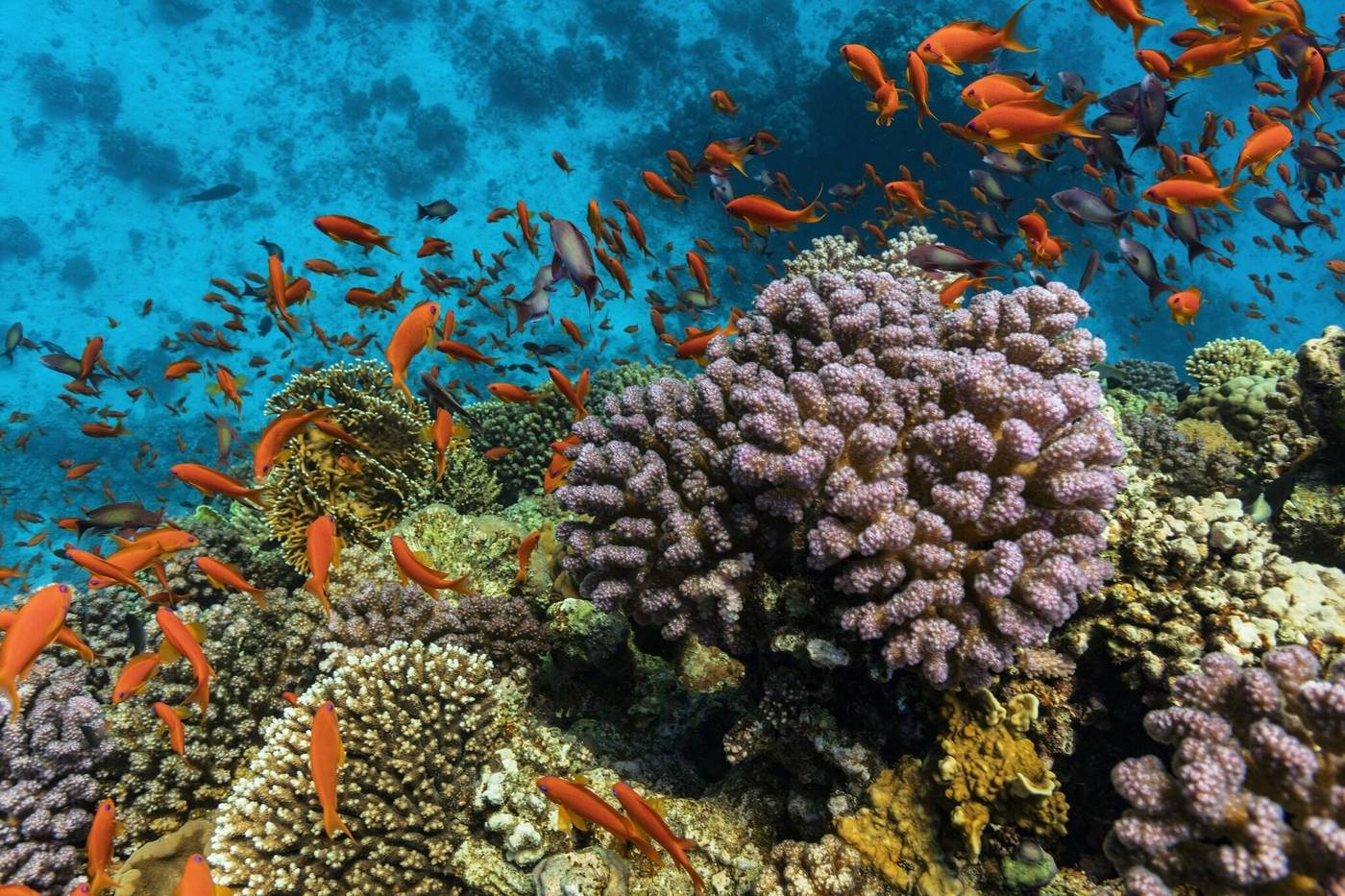 Sheraton-Soma-Bay-Sports-and-Entertainment-86