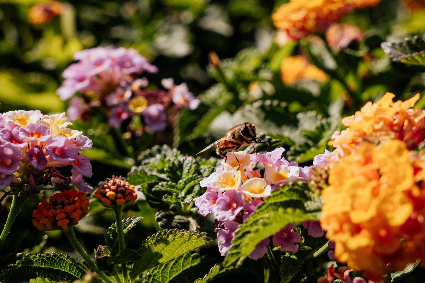 Hotel-Phoenicia-Sports-and-Entertainment-22