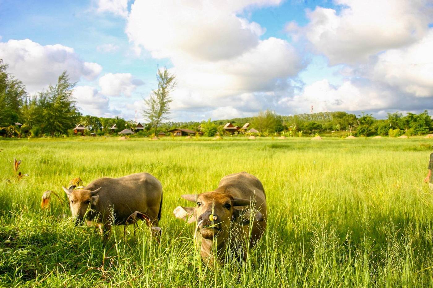 ThaiLife Homestay Resort & Spa-Thailand-TAKUAPA PHANG NGA-General view-1
