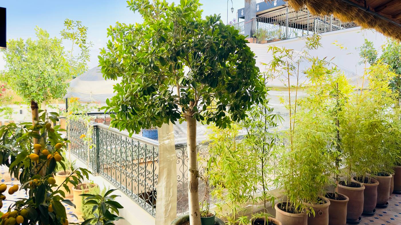 Riad-Diamond-Of-Marrakech-Terrace-1