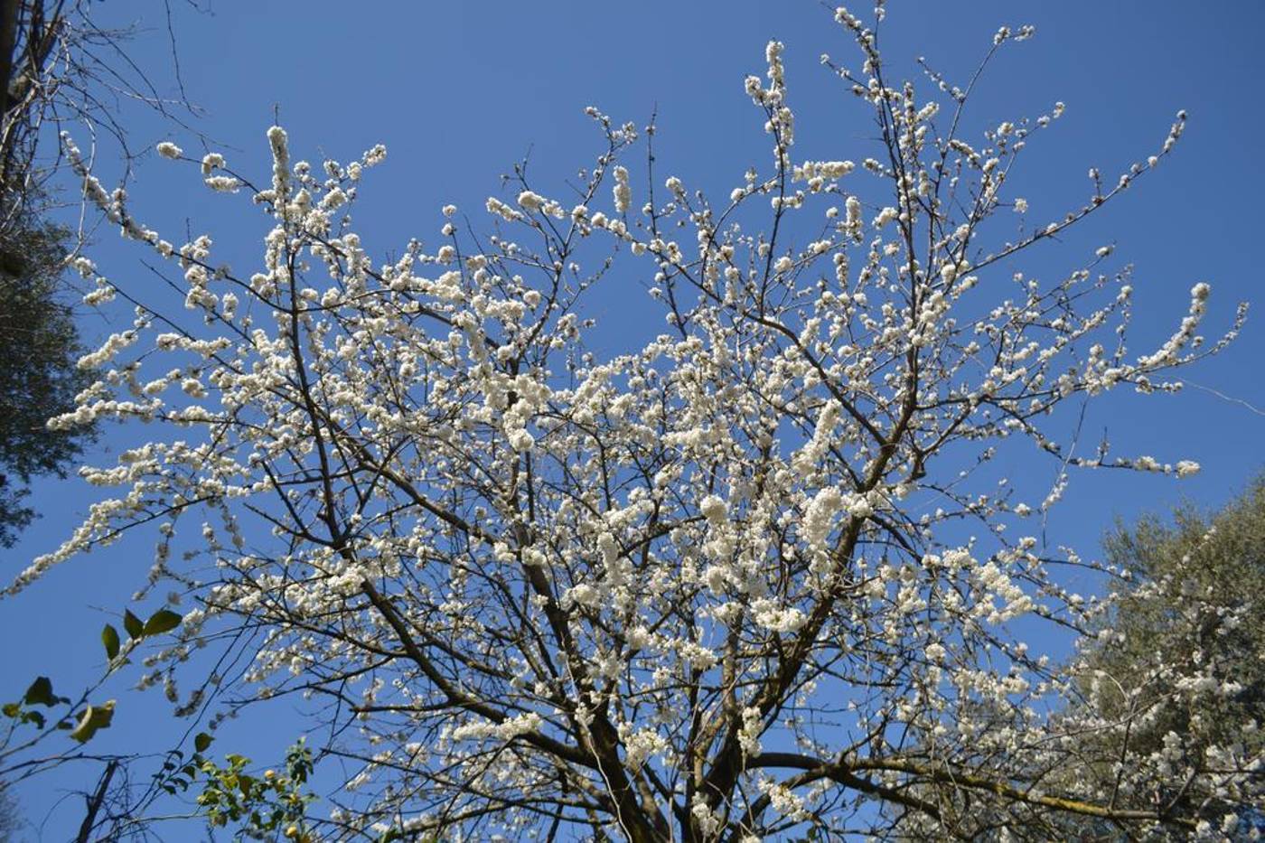 Sorrento-Experience-Terrace-15