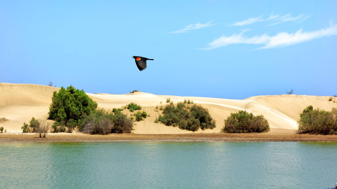 Apartamentos-Cocoteros-Beach-59