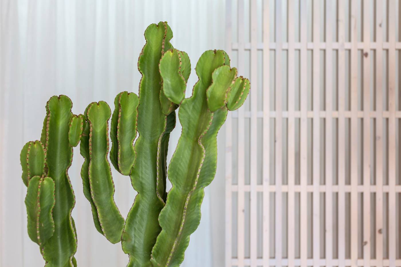 Mykonos-Princess-Hotel-Lobby-62