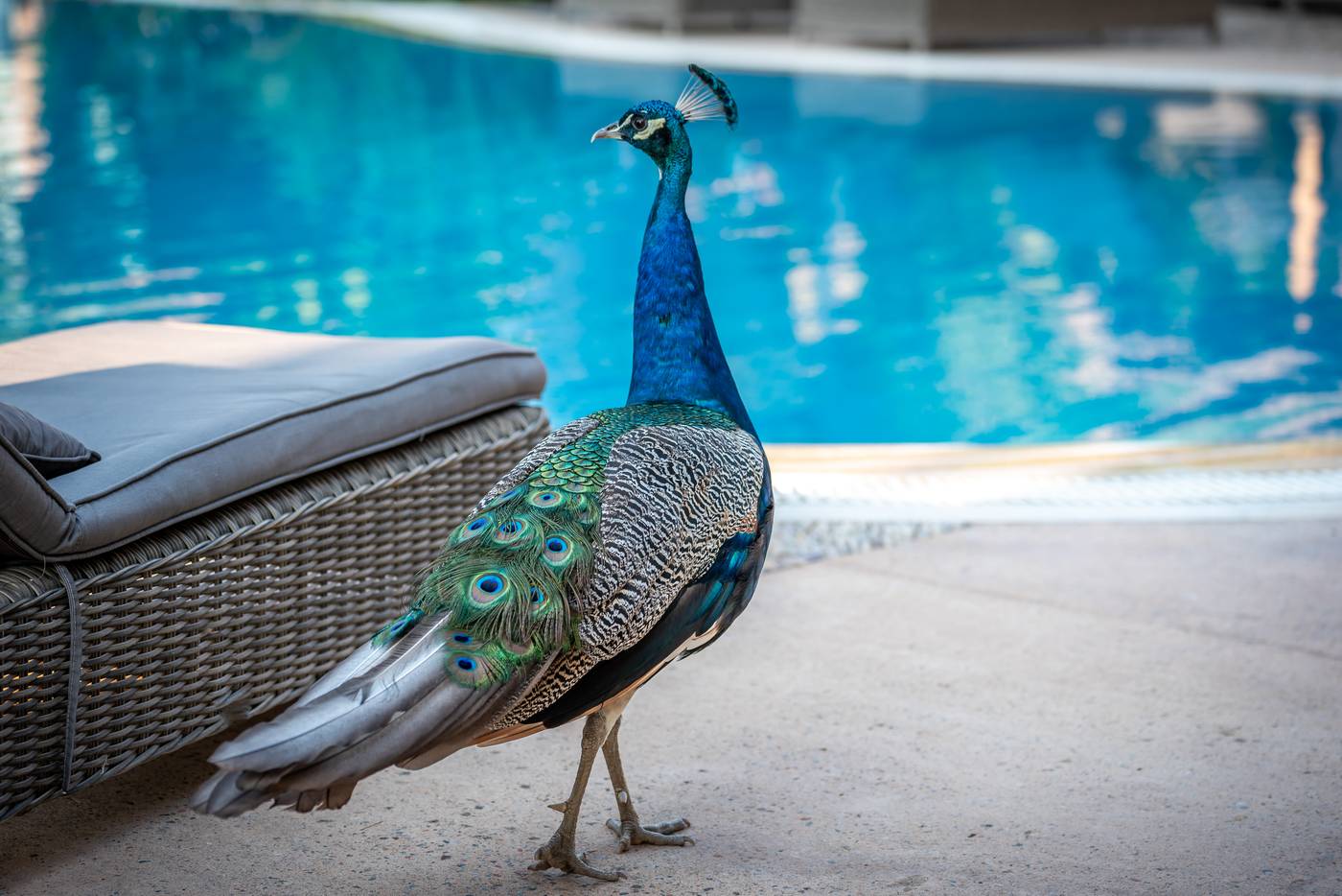 Achtis-Hotel-Pool-11