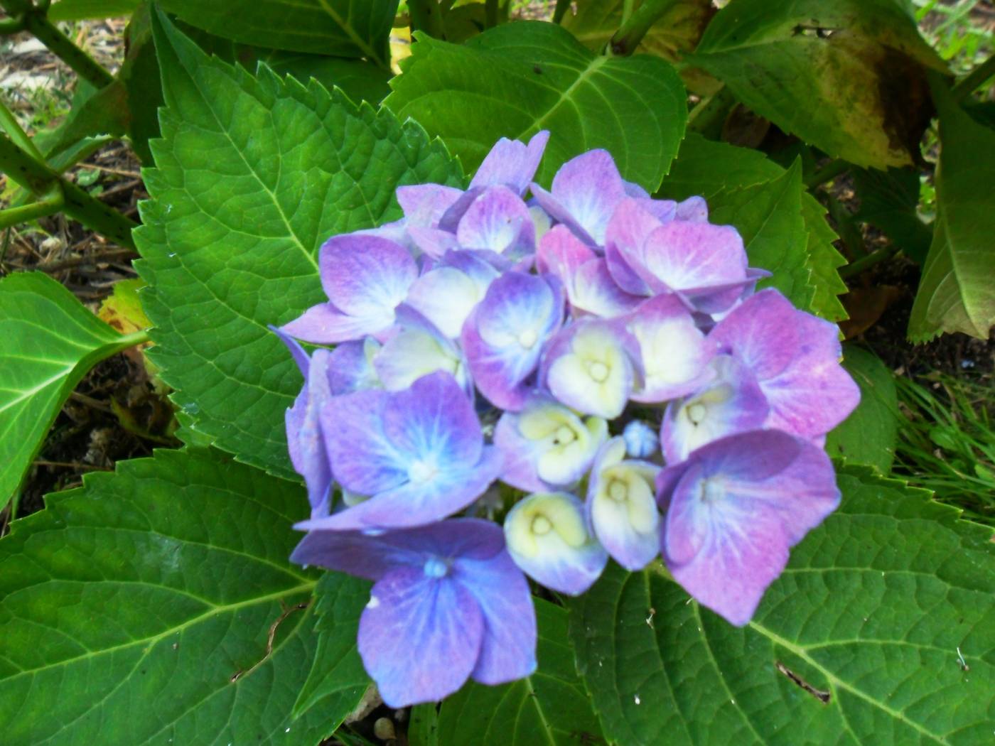 Marilena-Apartmets---Studios-General-view-27