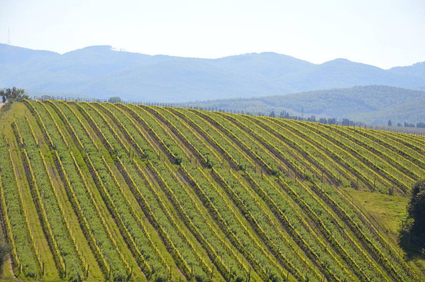 Eh-Villa-Dievole-General-view-59