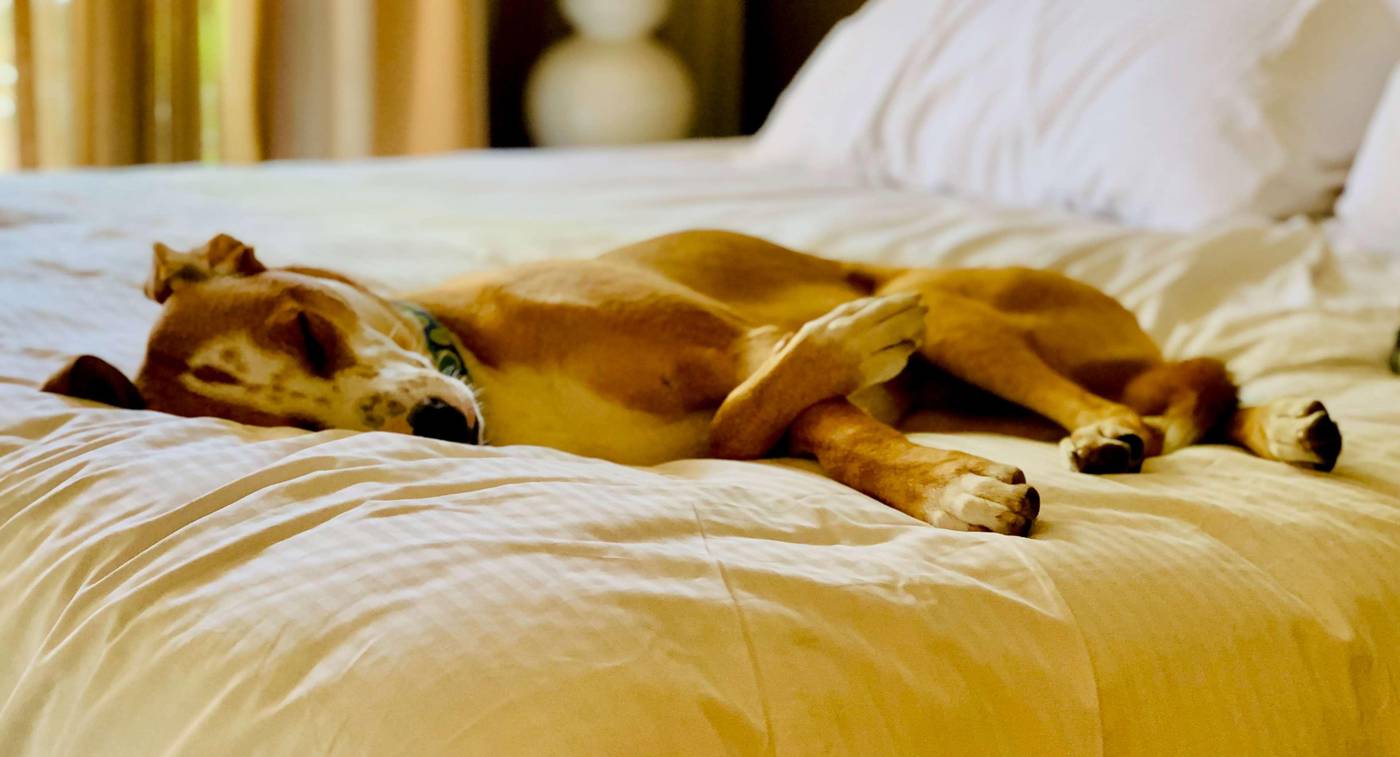 SonestaSimplySuites Houston Galleria MedicalCenter-United States-Houston-General view-10