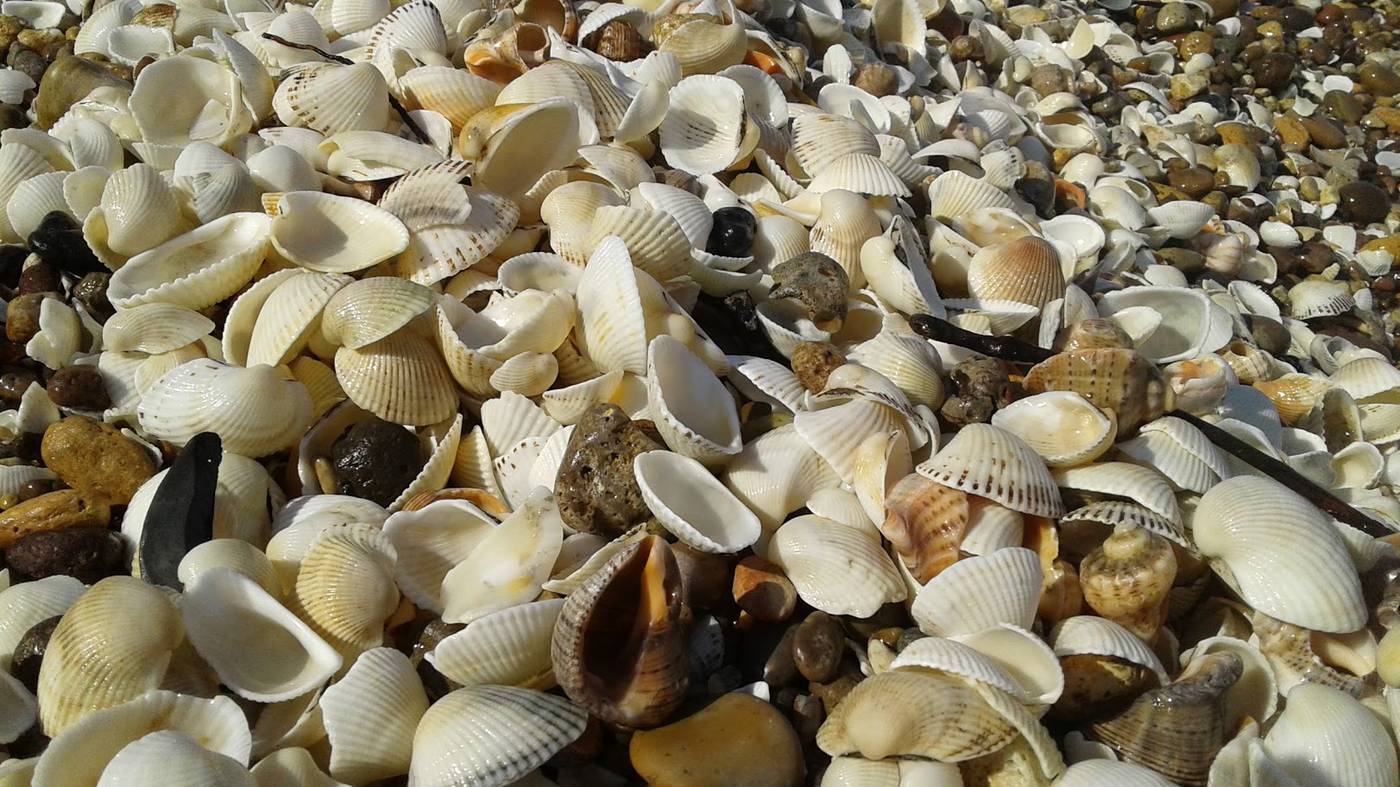 Dolphin-Apart-Beach-55